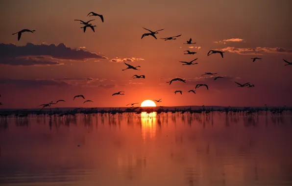 Turkey, flamingo, salt lake