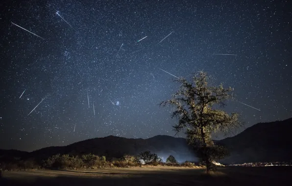 Picture stars, trees, nature, the Perseids