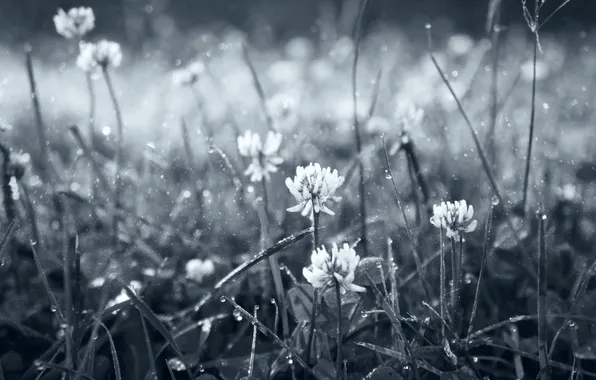 Water, drops, flowers, stems