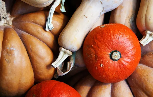 Food, pumpkin, vegetables, zucchini