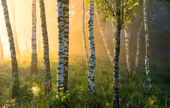 Summer, grass, fog, birch