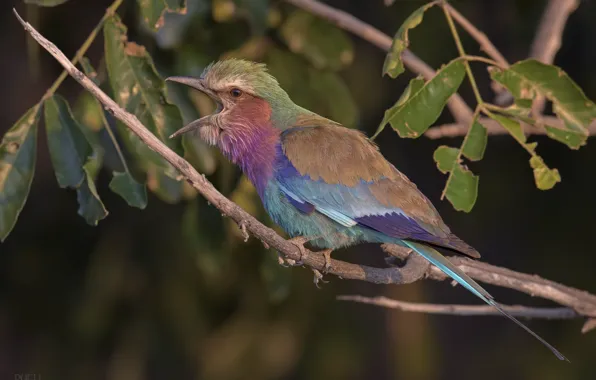 Nature, bird, branch, roller, DUELL ©