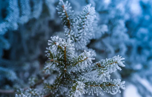Winter, frost, forest, macro, snow, needles, branches, nature