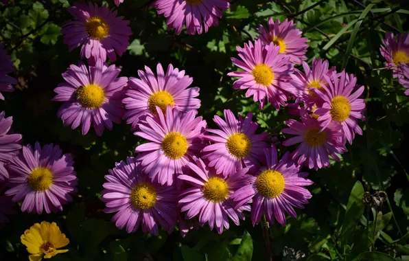Picture Flowers, Flowers, Purple flowers