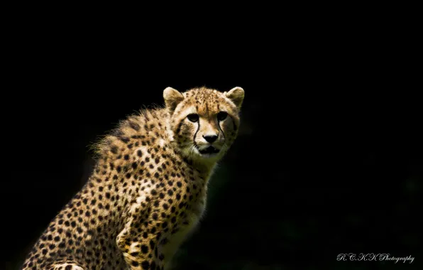 Picture look, predator, Cheetah, the dark background