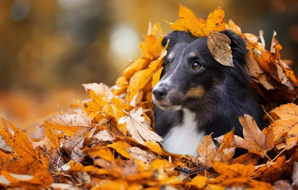 Picture sadness, autumn, eyes, look, face, leaves, Park, background