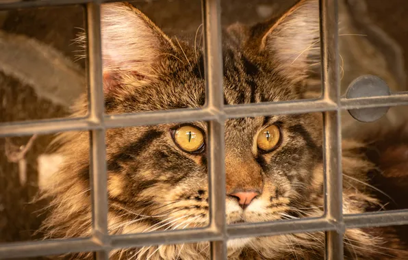 Cat, cat, look, pose, grey, portrait, grille, face