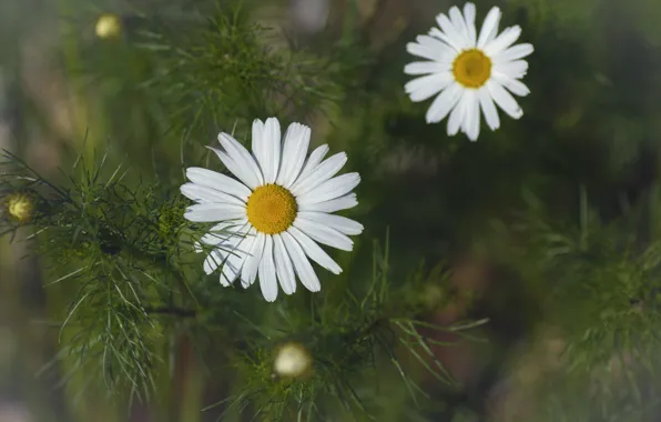 Picture white, summer, green, chamomile