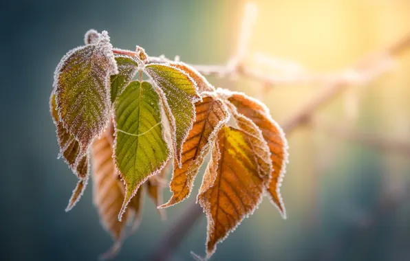 Picture frost, autumn, leaves