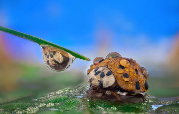 Water, drops, macro, leaf, drop, ladybug, beetle, orange