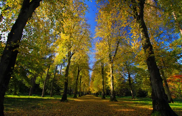 Road, autumn, Park, alley, arboretum