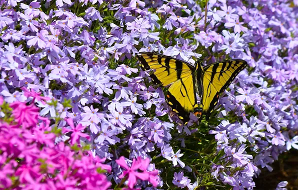 Macro, flowers, butterfly, Phlox, Papilio Glaucus