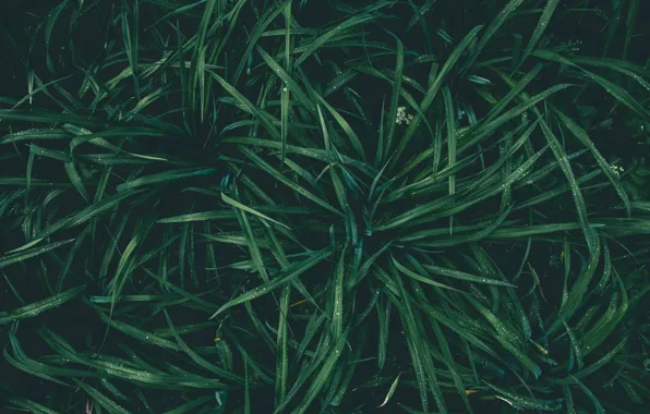 Nature, Drops, Grass, Plant, Green, Rosa, Plants, Nature