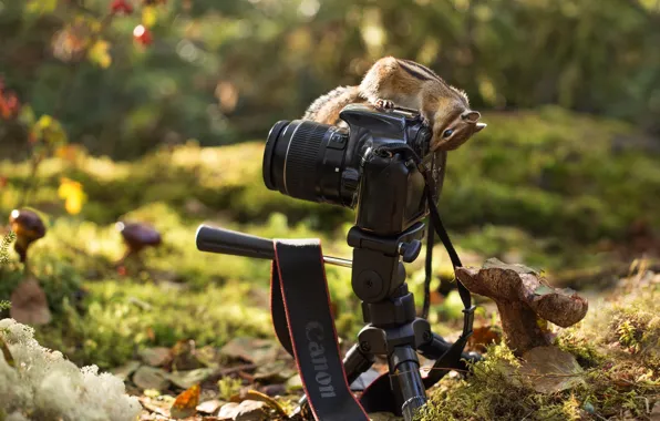Picture autumn, forest, nature, foliage, mushrooms, the camera, Chipmunk, bokeh