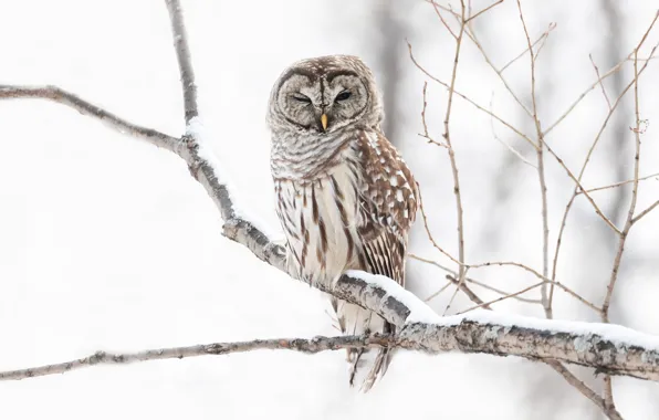 Picture winter, snow, trees, branches, owl, bird, light background, owl