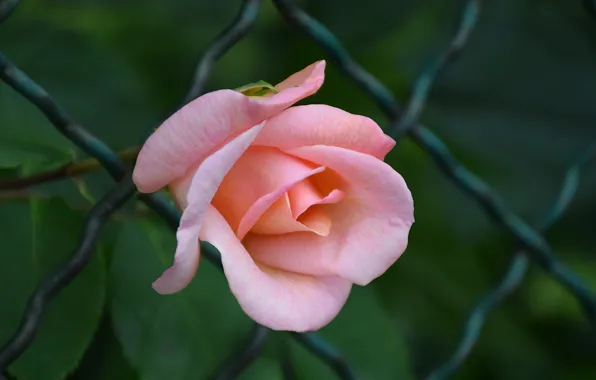 Picture Rose, Rose, Pink rose, Pink rose