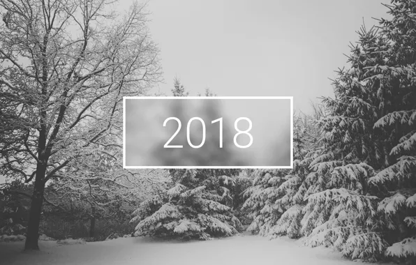 Picture wallpaper, white, christmas, new year, trees, winter, snow, minimalistic