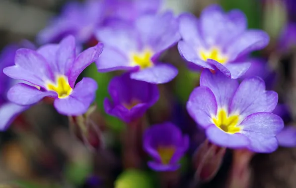 Picture macro, flowers, nature, beauty, plants, spring, primroses, the color purple