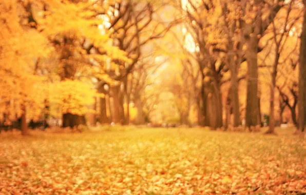 Picture autumn, leaves, trees, nature, Park, yellow, blur, orange