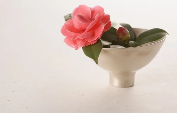 Picture flower, leaves, petals, vase, 1920x1200, Camellia