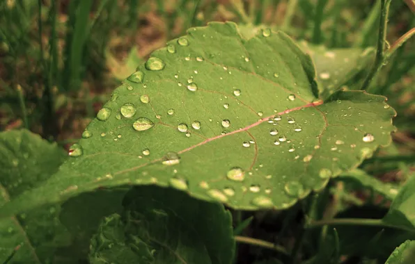 Picture water, drops, sheet, Rosa, focus, green