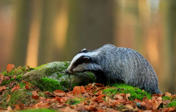 Autumn, nature, pose, foliage, stone, bokeh, badger