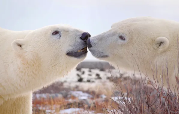 Picture a couple, muzzle, Polar bears, Polar bears
