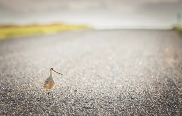 Picture Alberta, Bird, gravel road