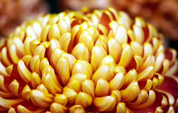 Macro, petals, yellow, chrysanthemum, lush, Terry