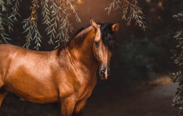 Look, face, leaves, branches, nature, Park, the dark background, horse
