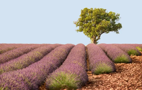 Field, summer, the sky, flowers, nature, tree, France, a lot