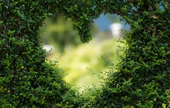 GREENS, LEAVES, HEART, The BUSHES