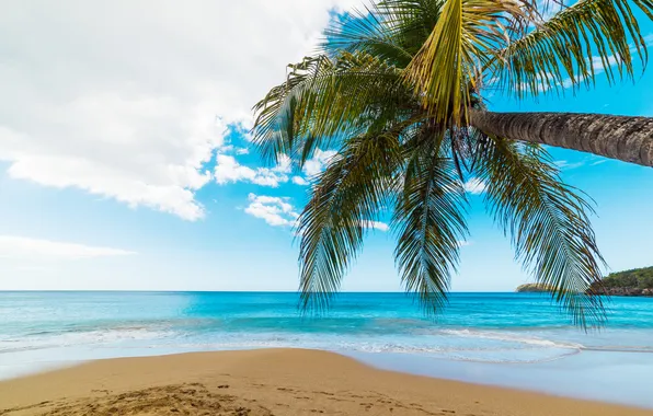 Sand, sea, wave, beach, summer, the sky, palm trees, shore