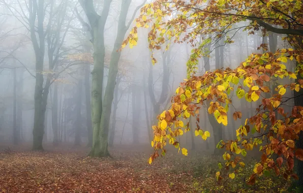Forest, trees, nature, fog, branch, foliage, yellow leaves, autumn leaves