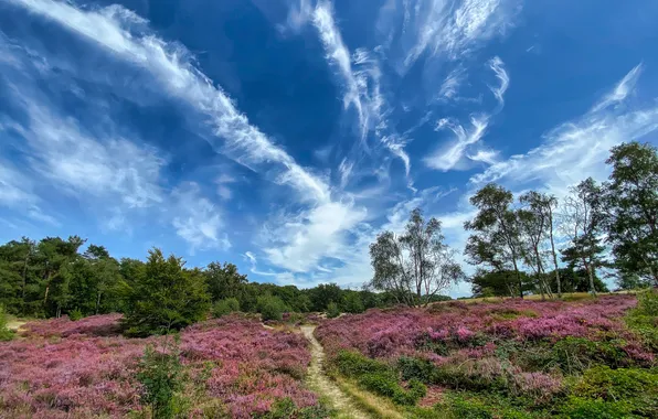 Field, forest, summer, the sky, clouds, trees, flowers, blue
