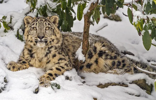 Picture snow leopard, predator, animal, big cat