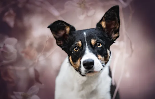 Look, face, flowers, branches, background, black and white, portrait, dog