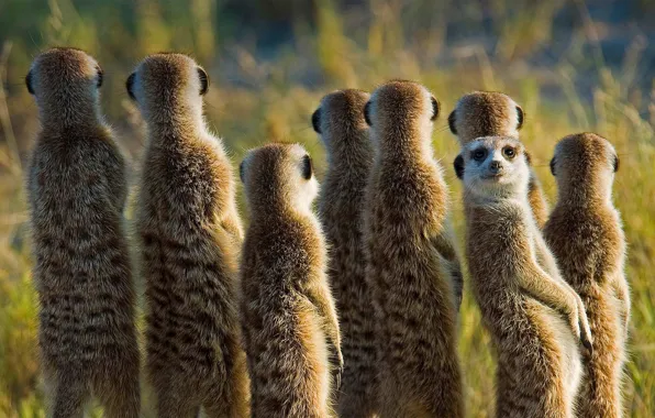 Picture Africa, mammal, meerkat, meerkat, Botswana
