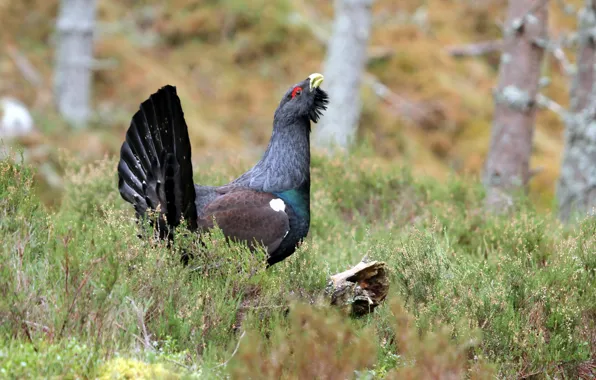 Picture nature, bird, grouse