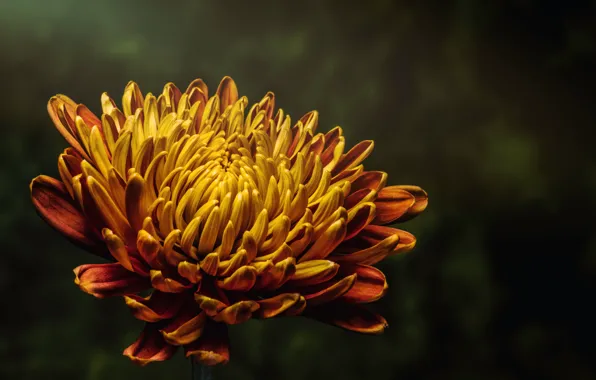 Color, Flower, Plant, Plants, Flower, Flowers, Color, Flora