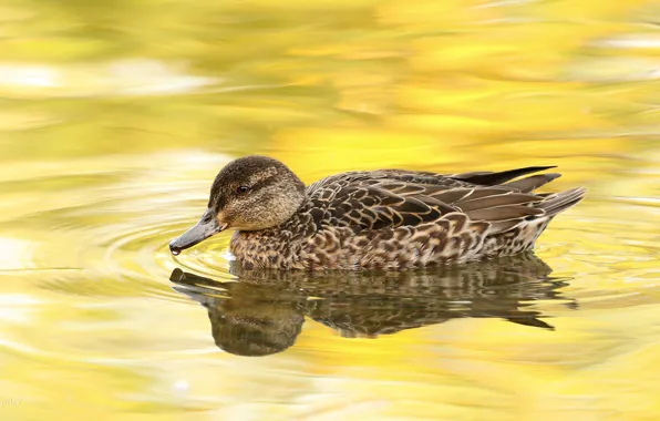 Water, yellow, reflection, background, bird, drop, beauty, ruffle