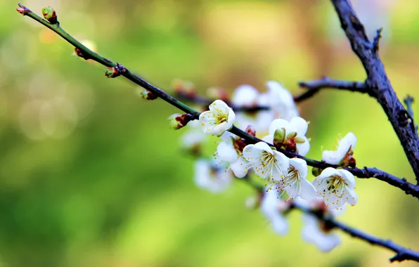 Picture flowers, branch, spring, white, flowering, kidney, drain