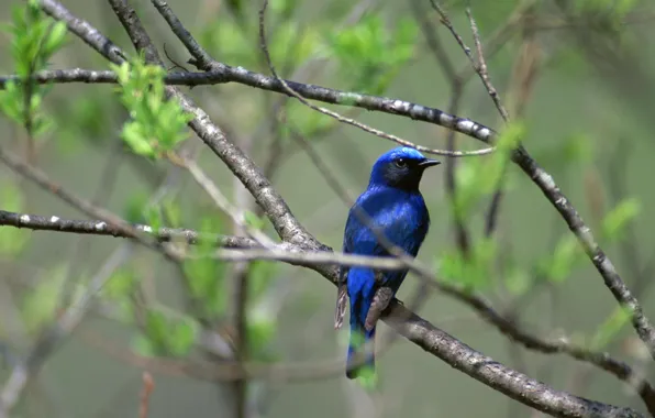 Picture branches, branch, bird