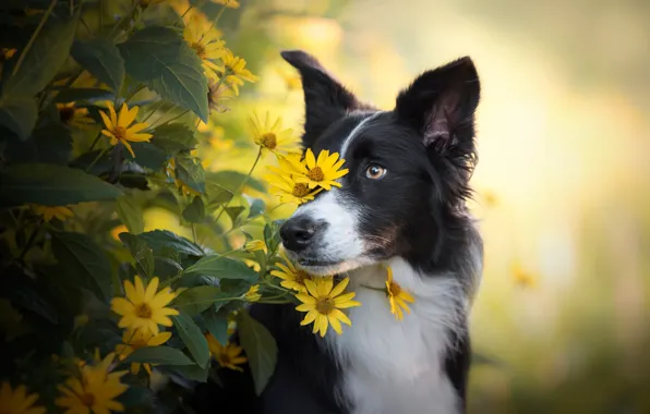 Picture eyes, look, face, leaves, flowers, nature, portrait, dog