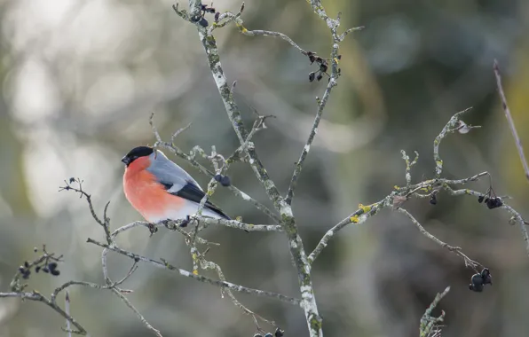 Winter, tree, bird, bullfinch, bokeh, photohunt