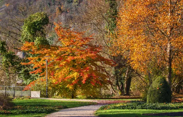 Picture autumn, trees, track, Autumn