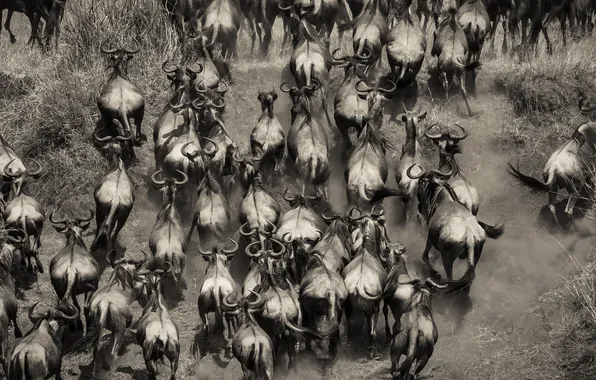 Africa, the herd, Buffalo, Kenya