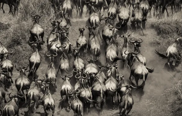 Picture Africa, the herd, Buffalo, Kenya