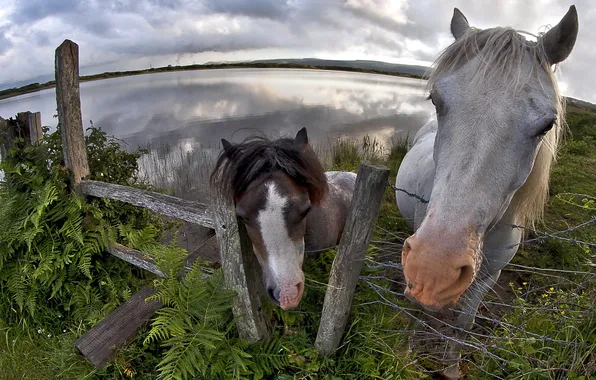 Picture background, the fence, horses