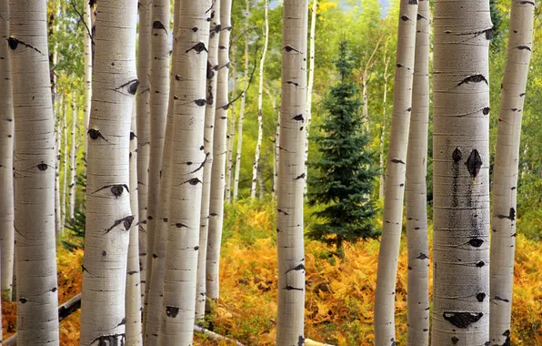 Picture autumn, forest, trees, spruce, trunk, birch, aspen